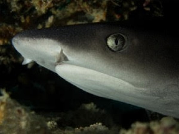 shark-Julien Bonnafous